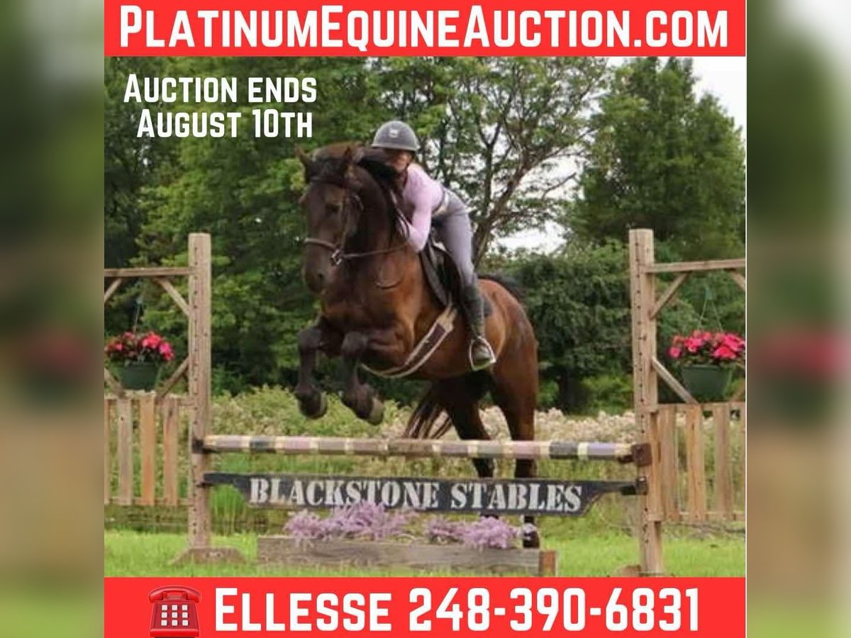 Frisone / Frisone Occidentale Castrone 4 Anni 163 cm Morello in Howell, MI
