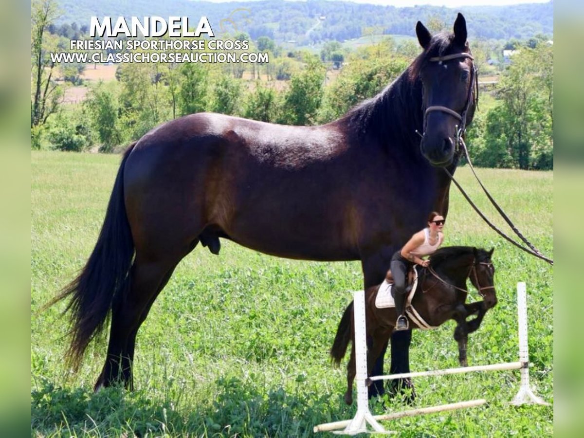 Frisone / Frisone Occidentale Castrone 4 Anni 163 cm Morello in Littlestown, PA