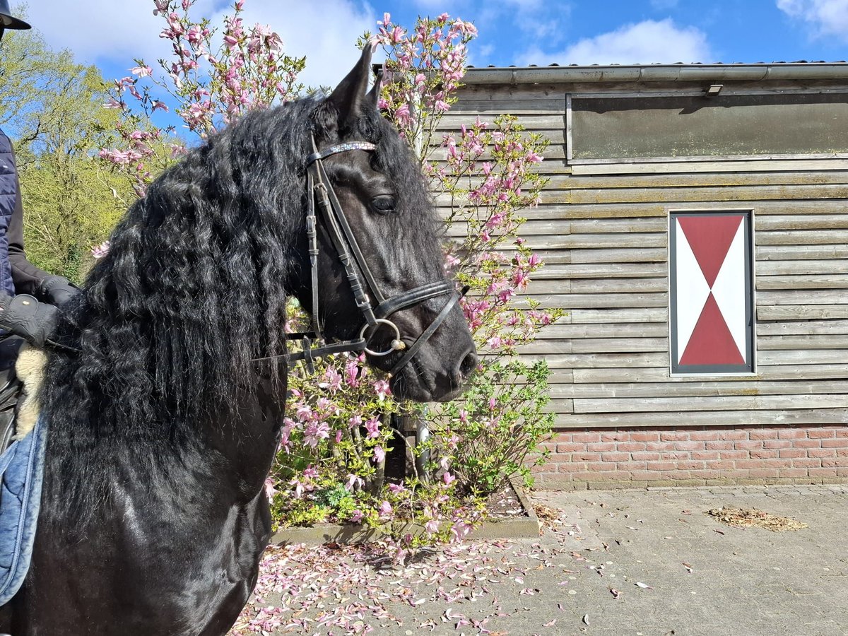 Frisone / Frisone Occidentale Castrone 4 Anni 164 cm Morello in Dalen