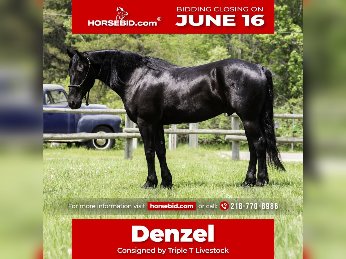 Frisone / Frisone Occidentale Mix Castrone 5 Anni 155 cm Morello in Nevis, MN