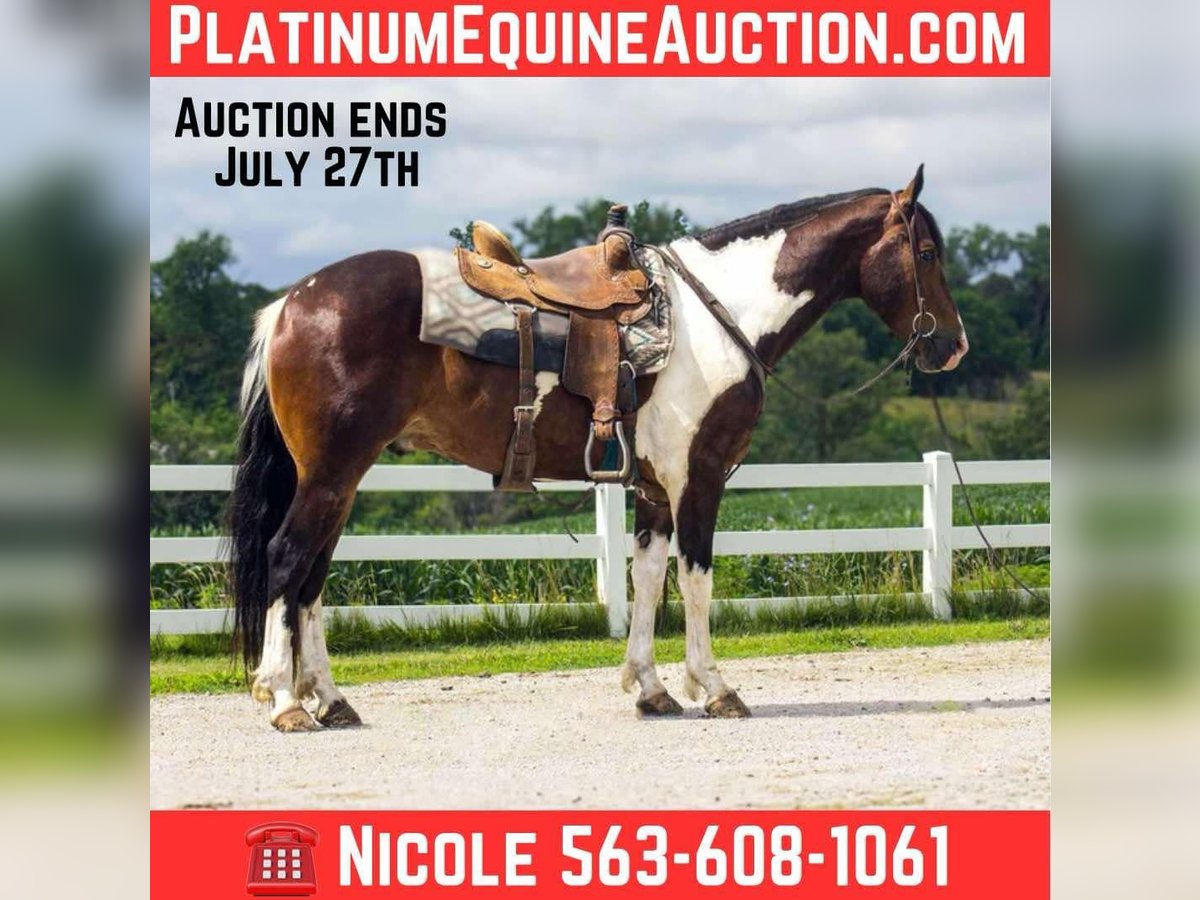 Frisone / Frisone Occidentale Castrone 5 Anni 157 cm Tobiano-tutti i colori in Bloomfield IA
