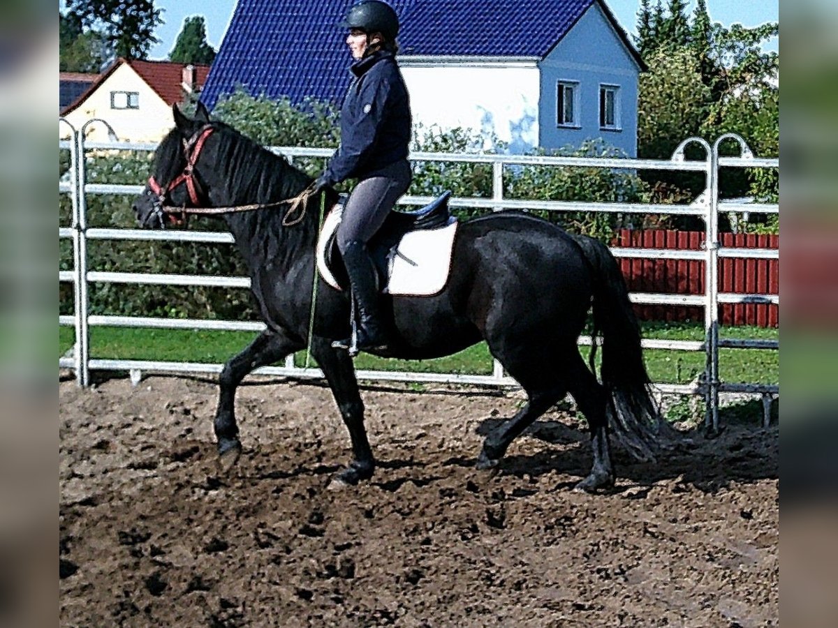 Frisone / Frisone Occidentale Mix Castrone 8 Anni 150 cm Morello in Buttst&#xE4;dt