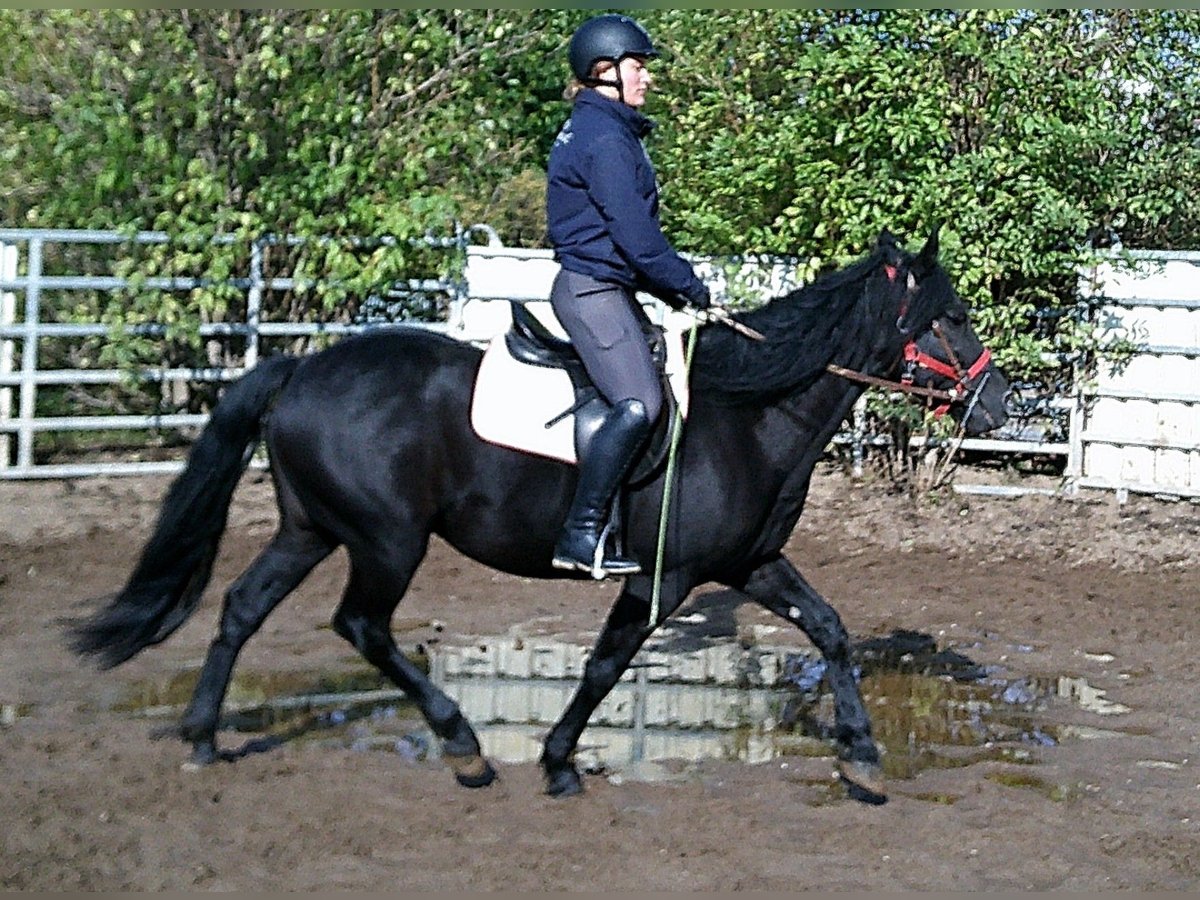 Frisone / Frisone Occidentale Mix Castrone 8 Anni 150 cm Morello in Ellersleben