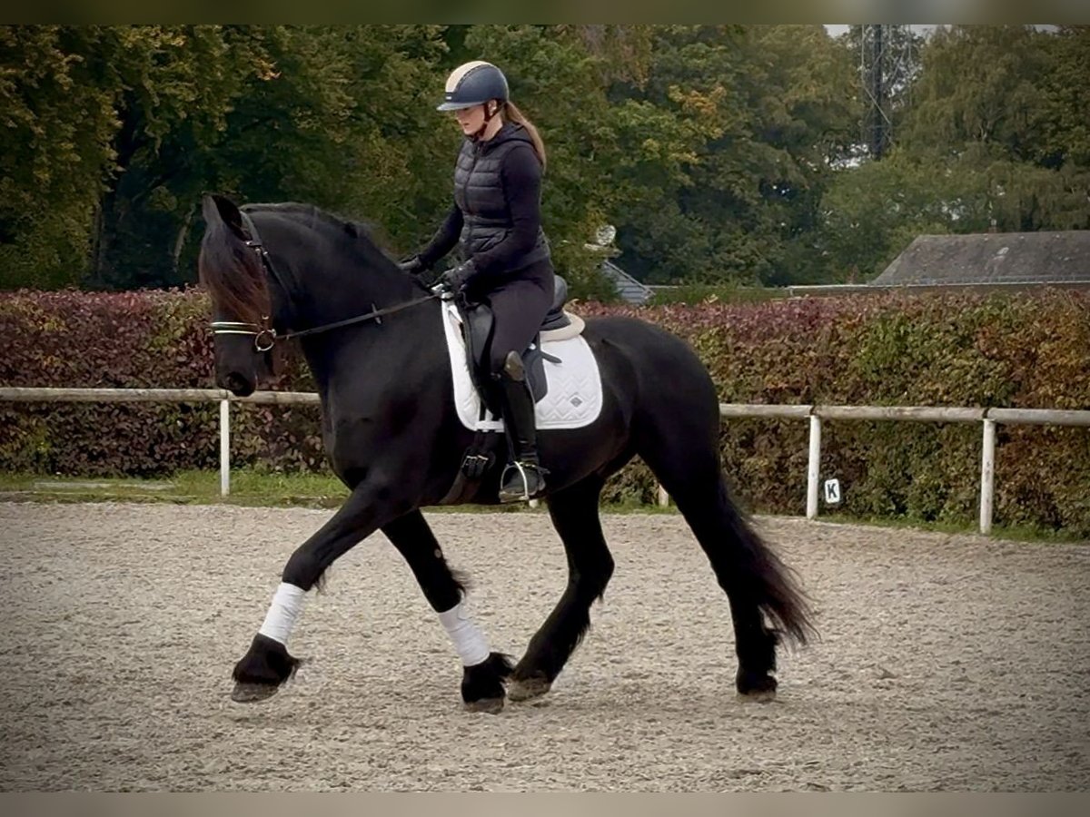 Frisone / Frisone Occidentale Castrone 8 Anni 163 cm Morello in Neustadt (Wied)