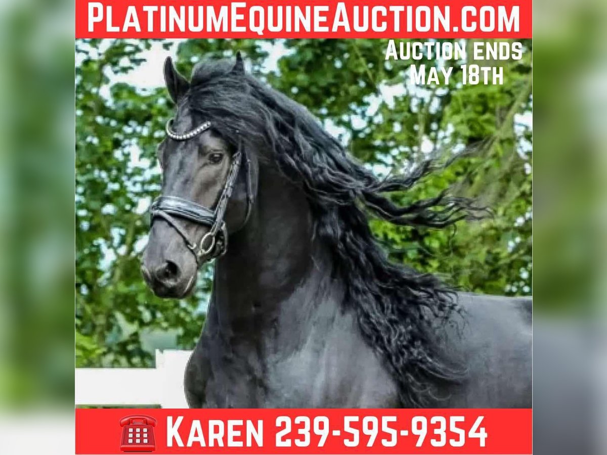 Frisone / Frisone Occidentale Castrone 8 Anni 163 cm Morello in Scottsville AZ