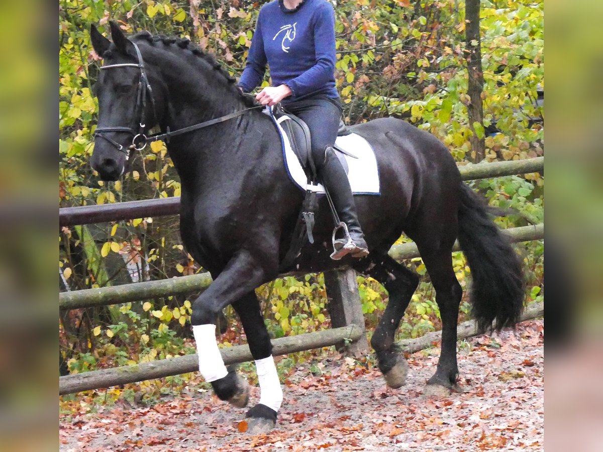 Frisone / Frisone Occidentale Castrone 9 Anni 170 cm Morello in Dorsten