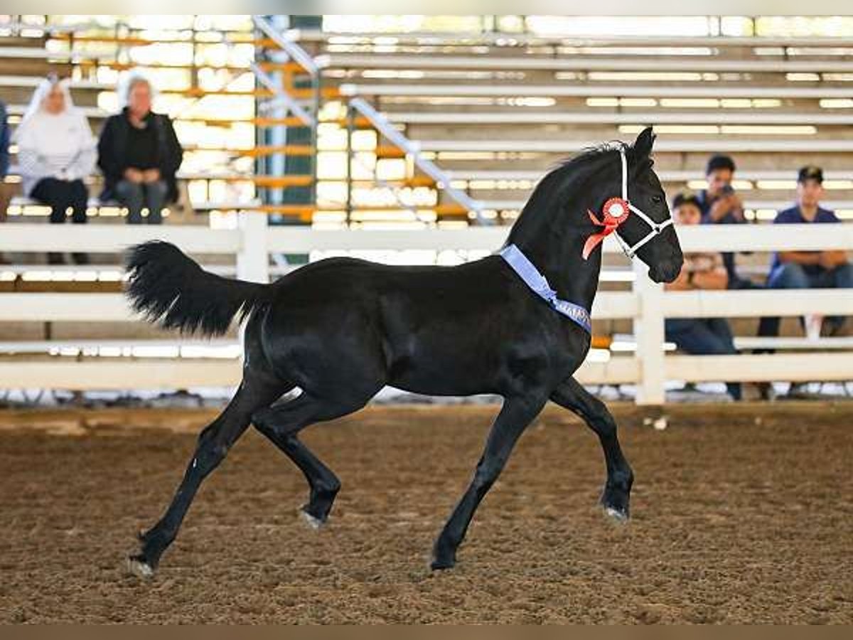 Frisone / Frisone Occidentale Castrone Puledri (03/2025) 163 cm Morello in Denver