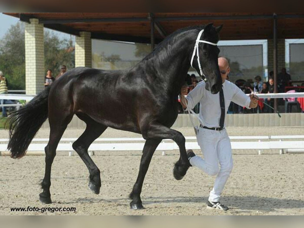 Frisone / Frisone Occidentale Giumenta 12 Anni 168 cm Morello in Vendryne