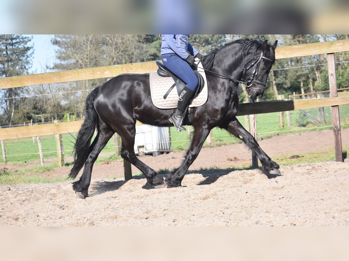 Frisone / Frisone Occidentale Giumenta 4 Anni 158 cm Morello in Achtmaal