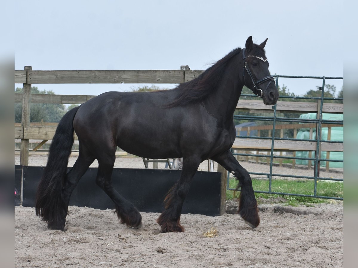 Frisone / Frisone Occidentale Giumenta 4 Anni 160 cm Morello in Achtmaal