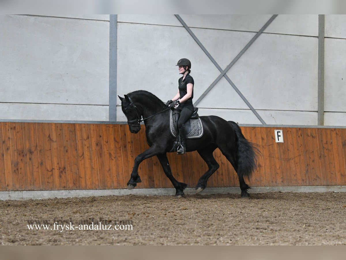 Frisone / Frisone Occidentale Stallone 3 Anni 166 cm Morello in Mijnsheerenland