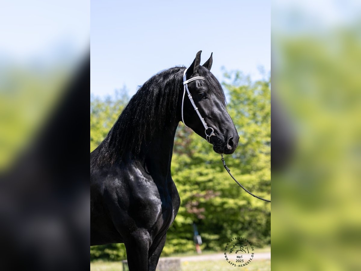 Frisone / Frisone Occidentale Stallone 4 Anni 165 cm in Drachten Frisone / Frisone Occidentale Stallone 4 Anni 165 cm in Drachten