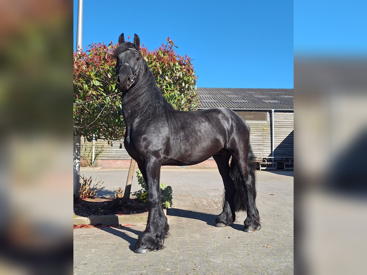Frisone / Frisone Occidentale Stallone 4 Anni 165 cm Morello in Dalen