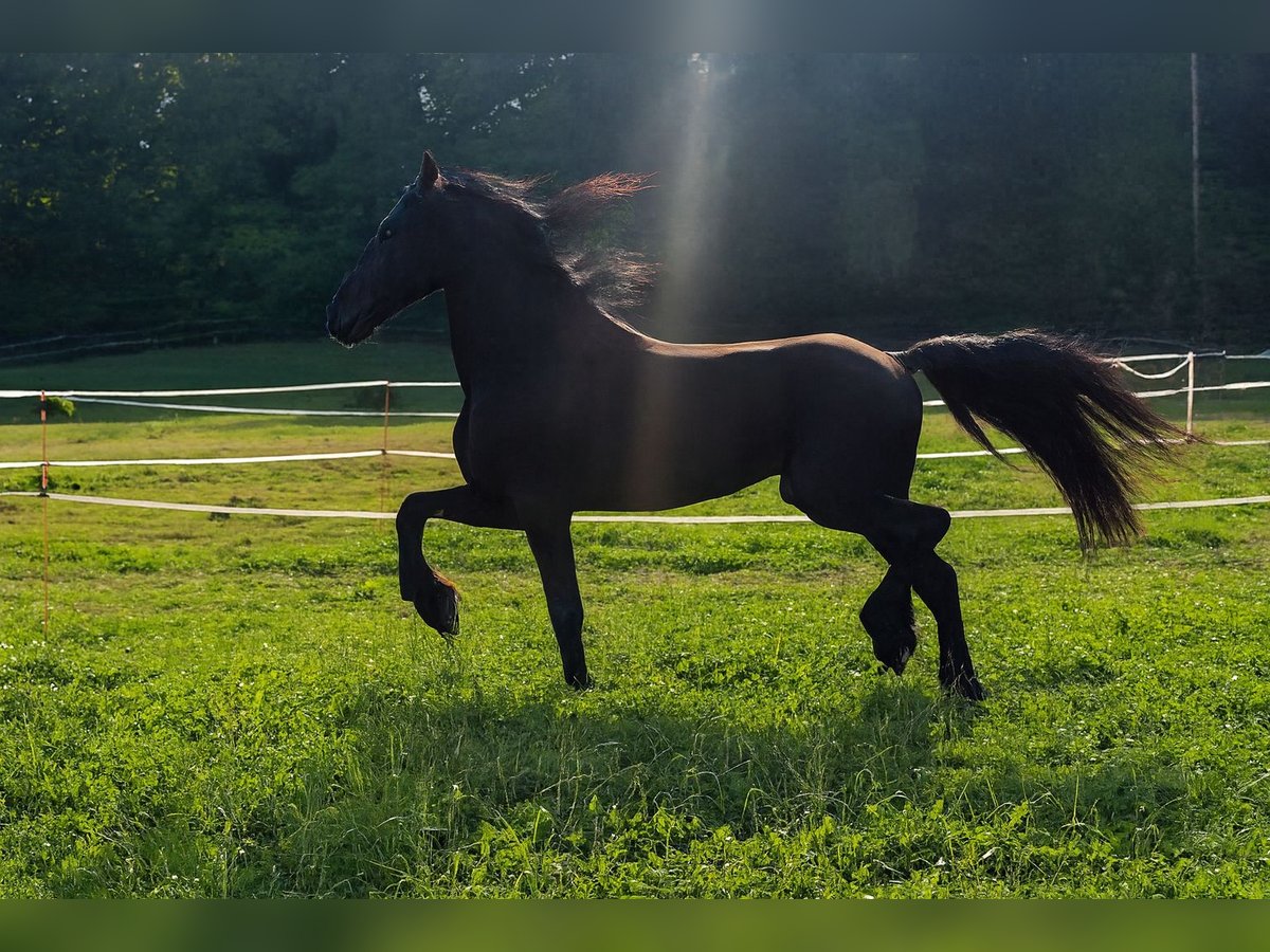 Frisone / Frisone Occidentale Stallone 4 Anni 170 cm Morello in Michelstadt