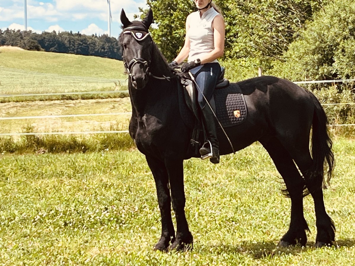 Frisone / Frisone Occidentale Stallone 4 Anni Morello in Ursensollen
