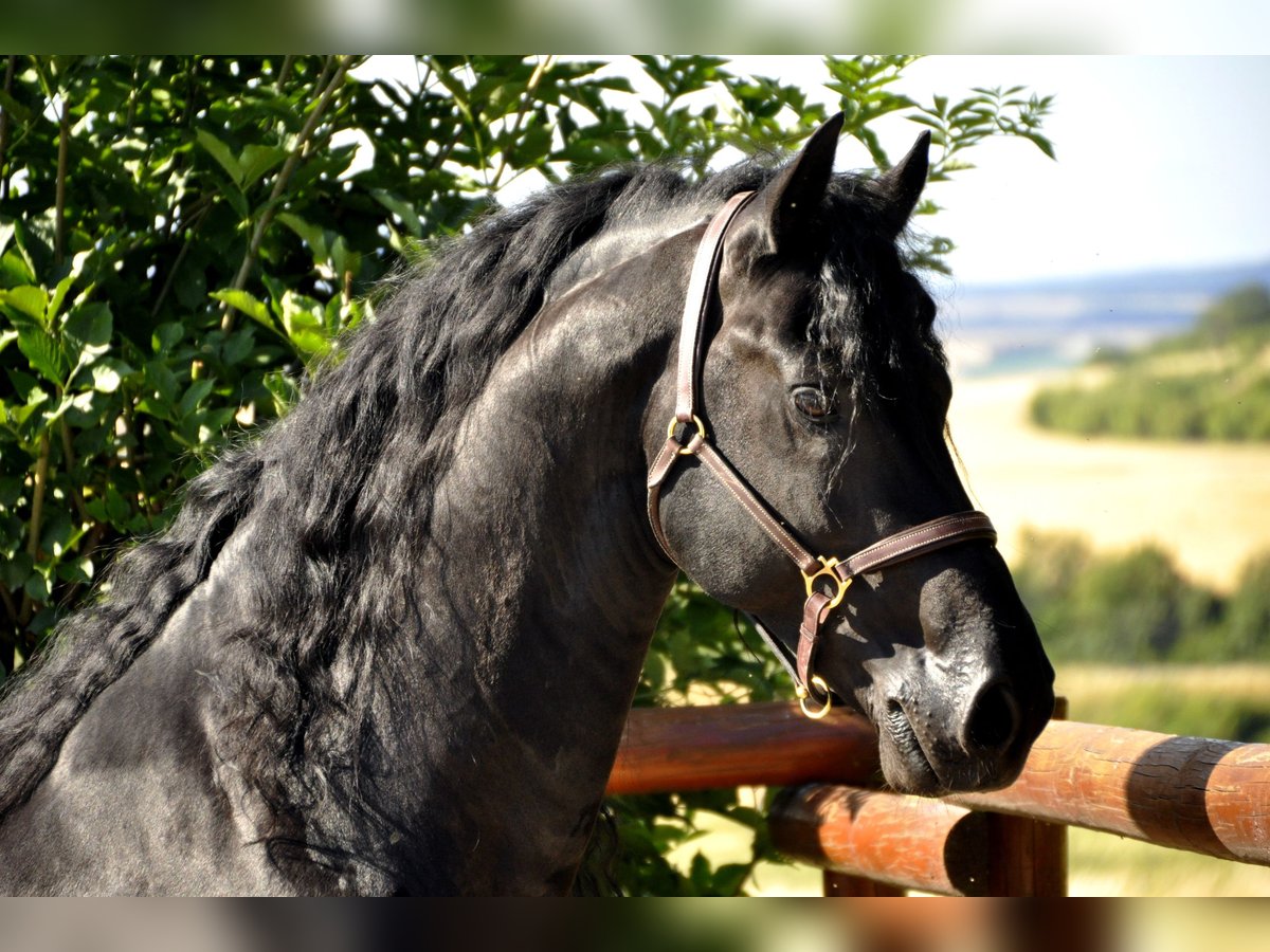 Frisone / Frisone Occidentale Stallone 8 Anni 166 cm Morello in Ochtendung