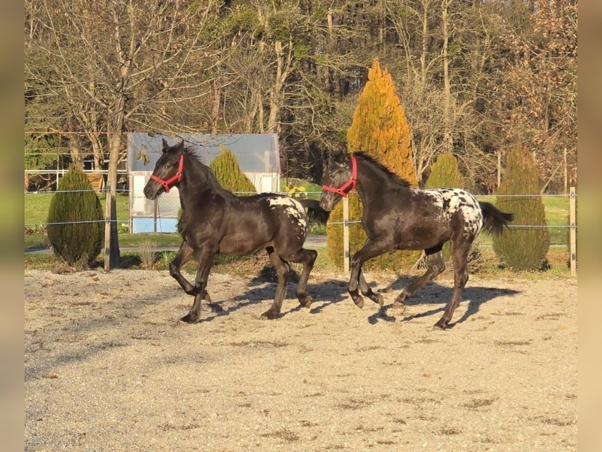 Frisone / Frisone Occidentale Stallone Puledri (05/2025) Leopard in Ptuj
