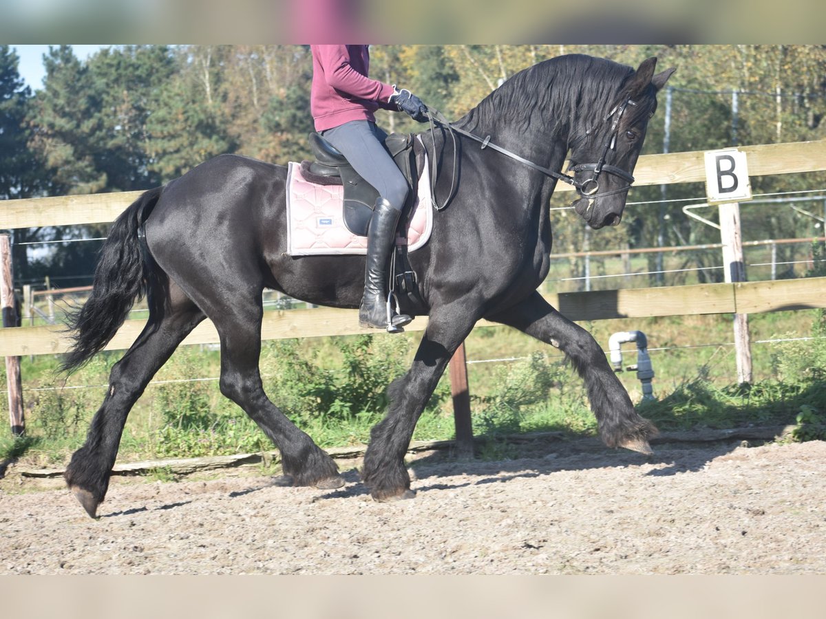 Frisones Caballo castrado 15 años 162 cm Negro in Achtmaal