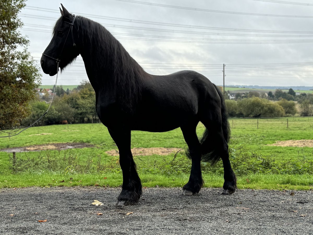 Frisones Caballo castrado 15 años 164 cm Negro in Wadern