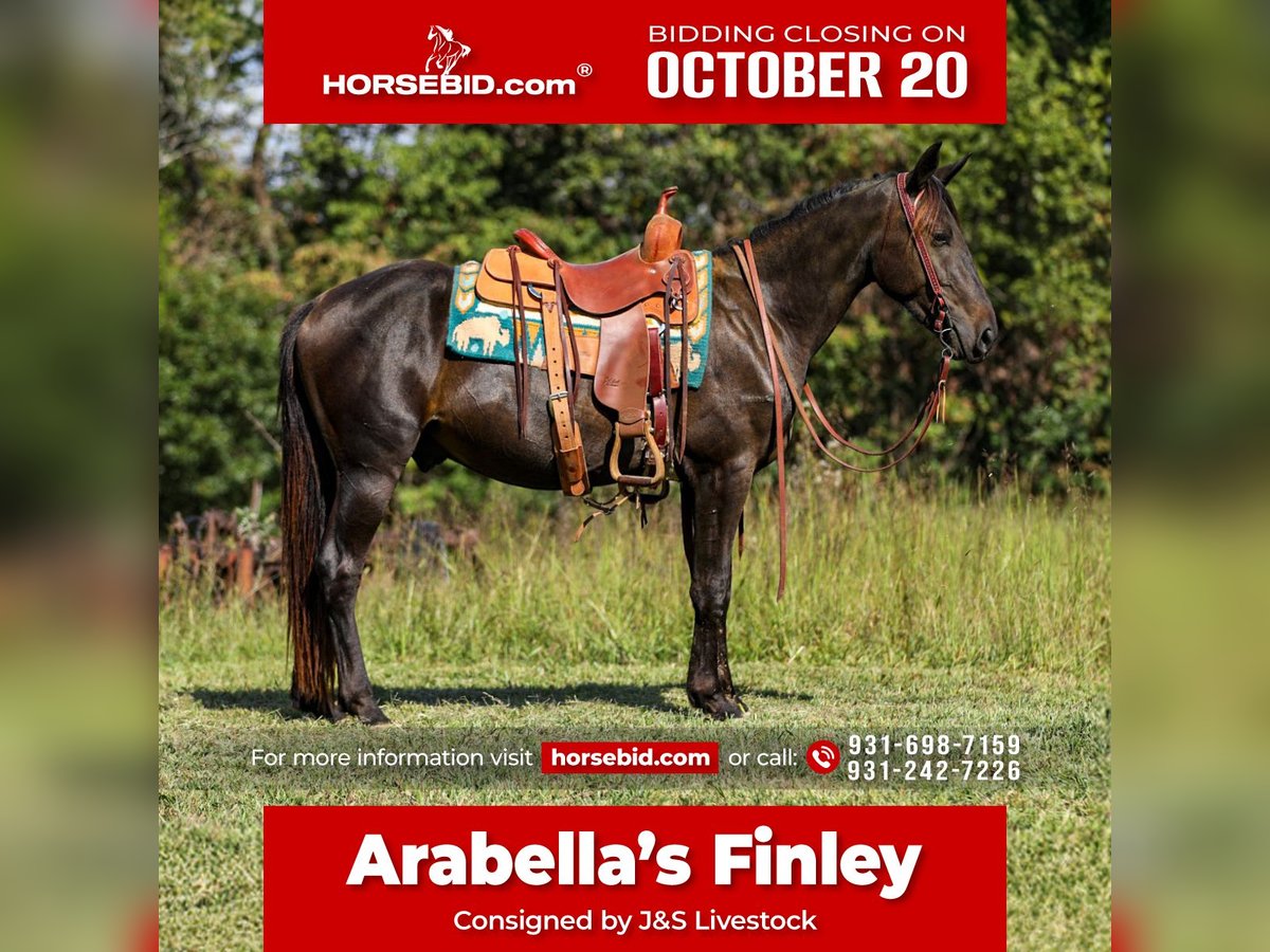 Frisones Caballo castrado 3 años 152 cm Negro in Santa Fe