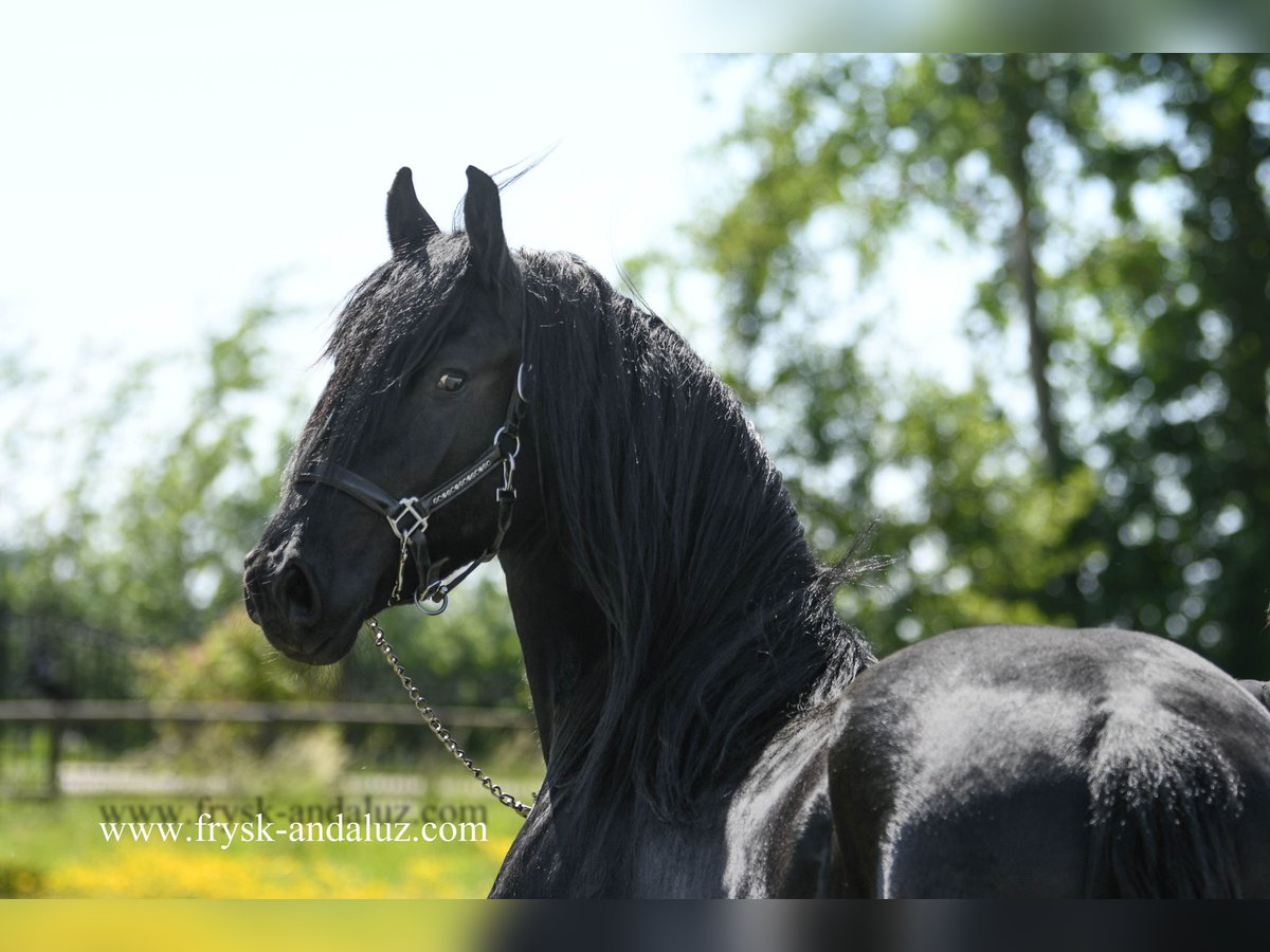 Frisones Caballo castrado 3 años 165 cm Negro in Mijnsheerenland