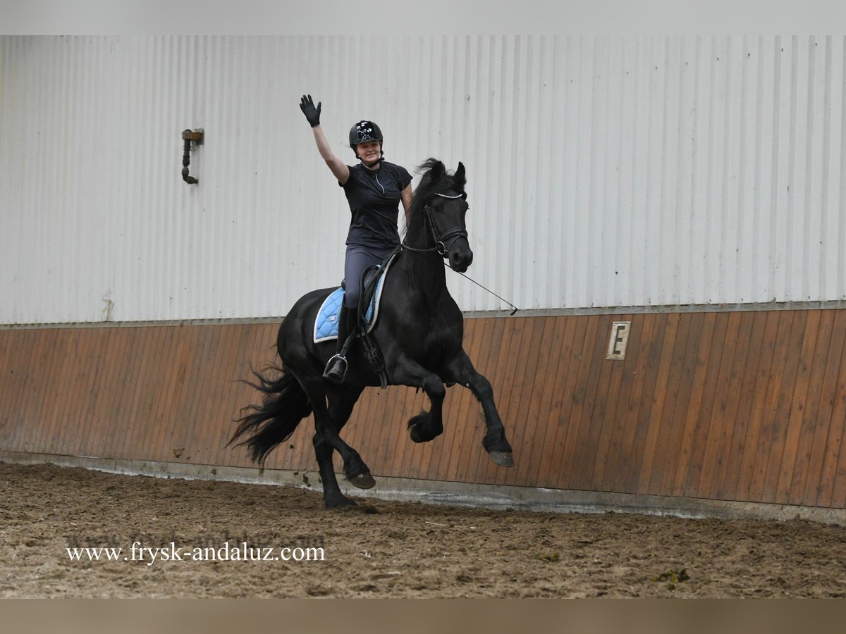 Frisones Caballo castrado 3 años 165 cm Negro in Mijnsheerenland