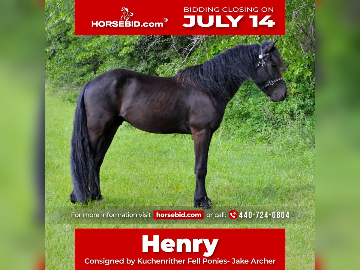 Frisones Mestizo Caballo castrado 4 años 155 cm Negro in North Ridgeville, OH