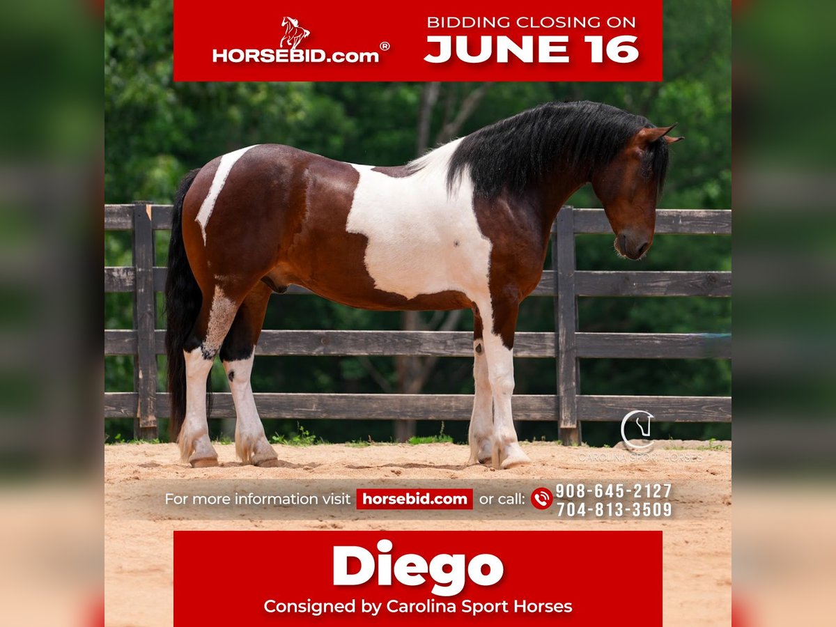 Frisones Caballo castrado 4 años 163 cm in Clover, SC