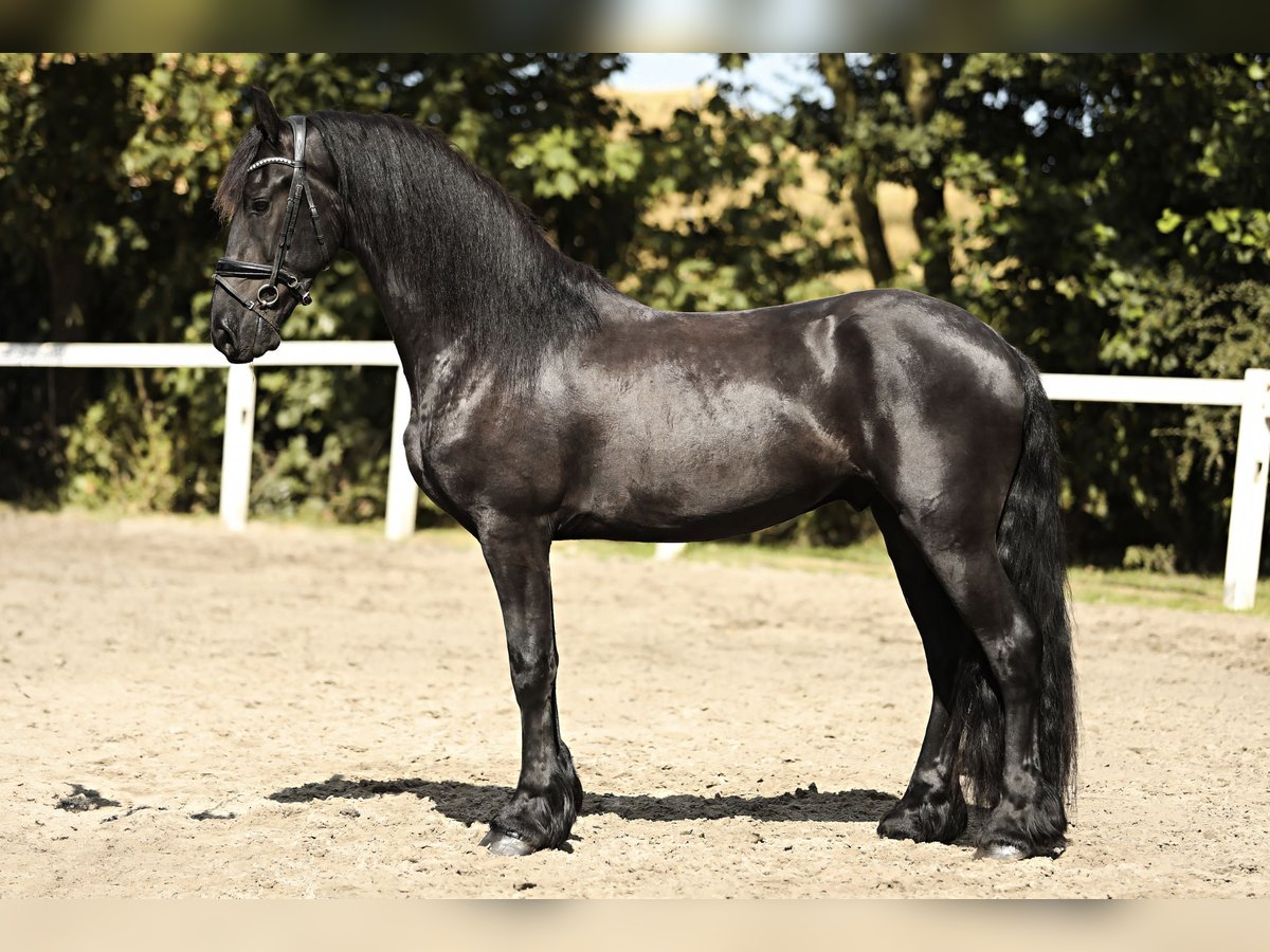 Frisones Caballo castrado 4 años 167 cm Negro in Britswert