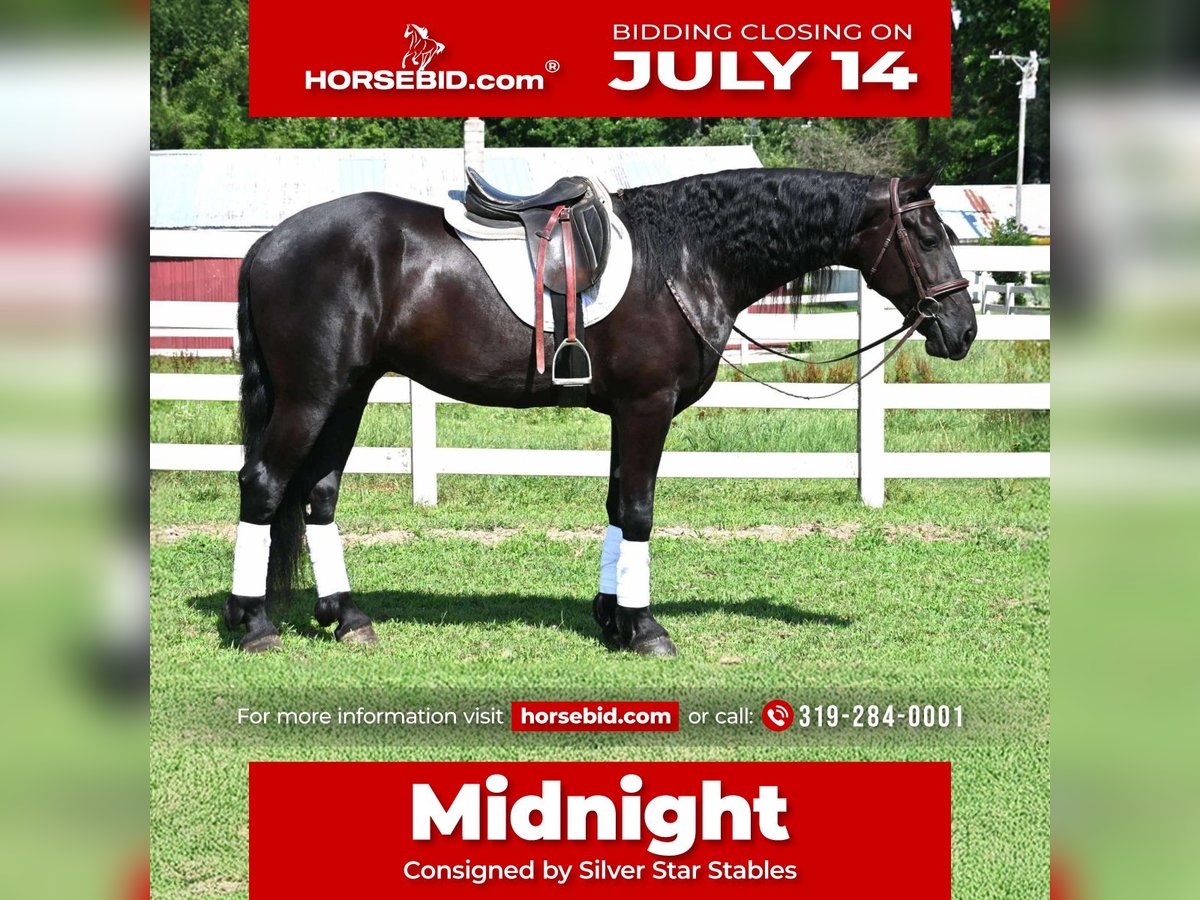 Frisones Mestizo Caballo castrado 4 años 168 cm Negro in Sturgis, MI