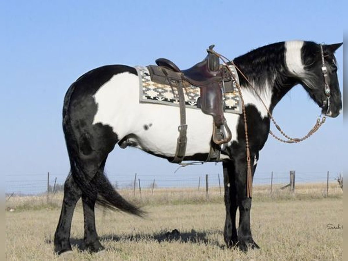 Frisones Mestizo Caballo castrado 5 años 152 cm Negro in Temecula