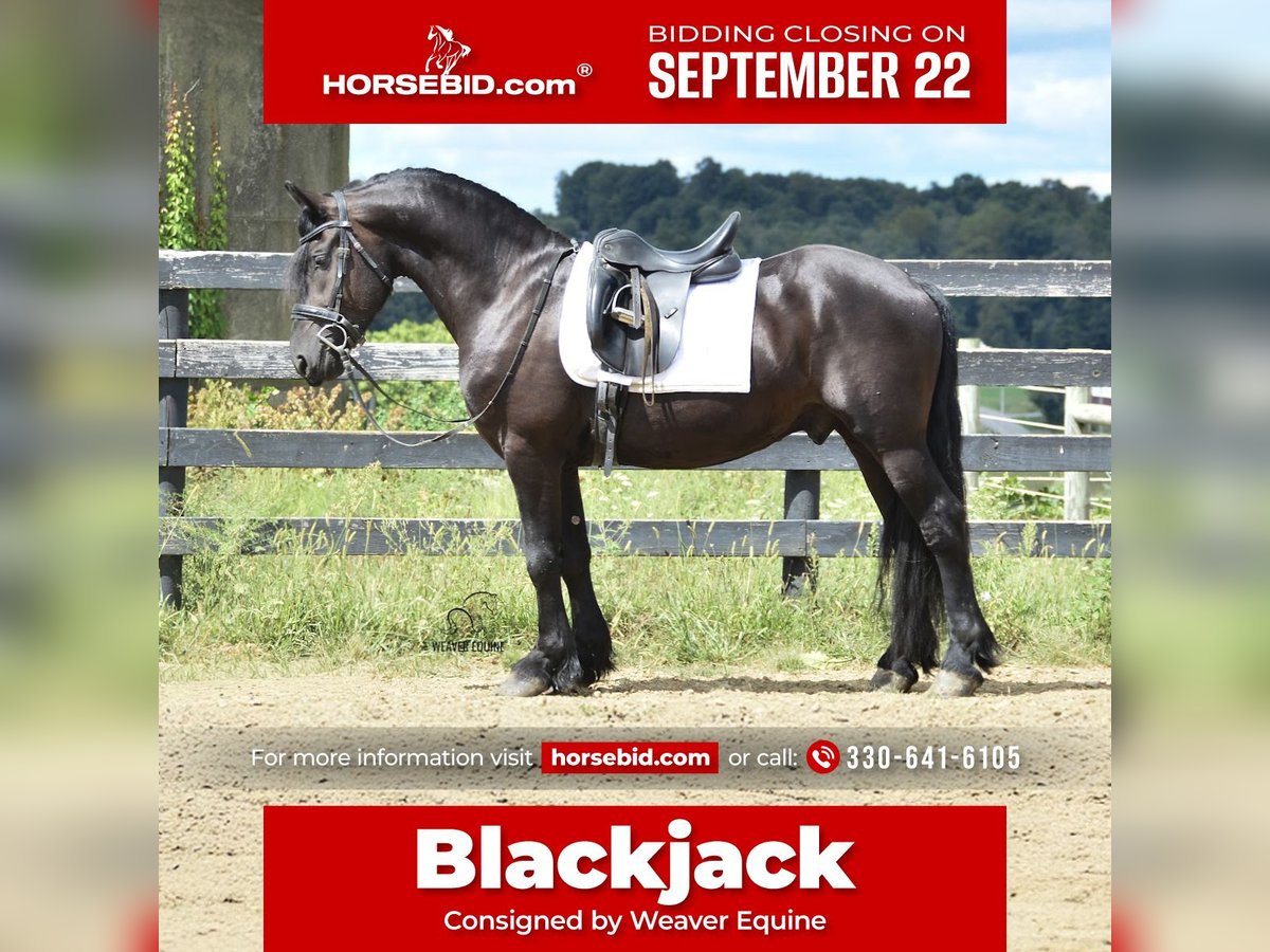 Frisones Mestizo Caballo castrado 5 años 155 cm Negro in Fredericksburg