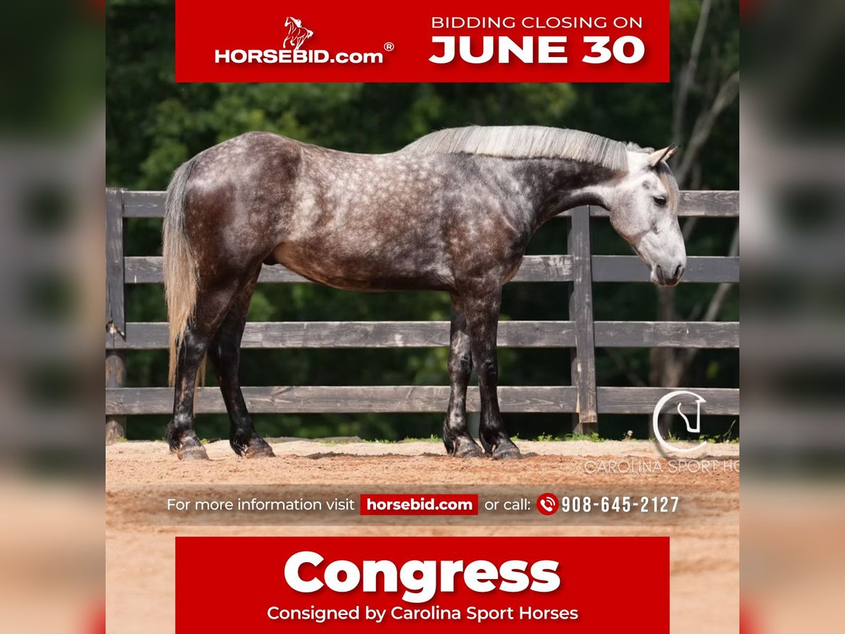 Frisones Mestizo Caballo castrado 5 años 160 cm Tordo in Clover, SC