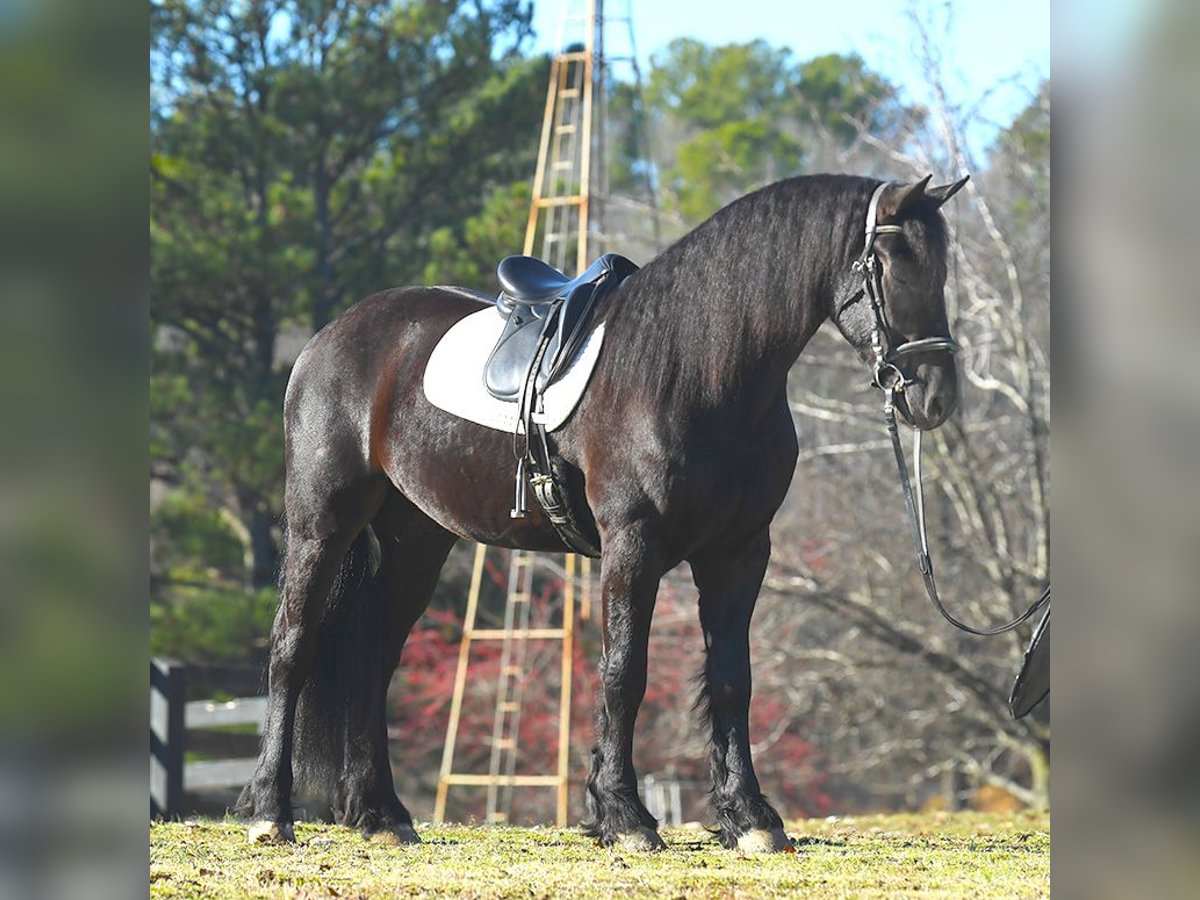 Frisones Caballo castrado 5 años 163 cm Negro in London