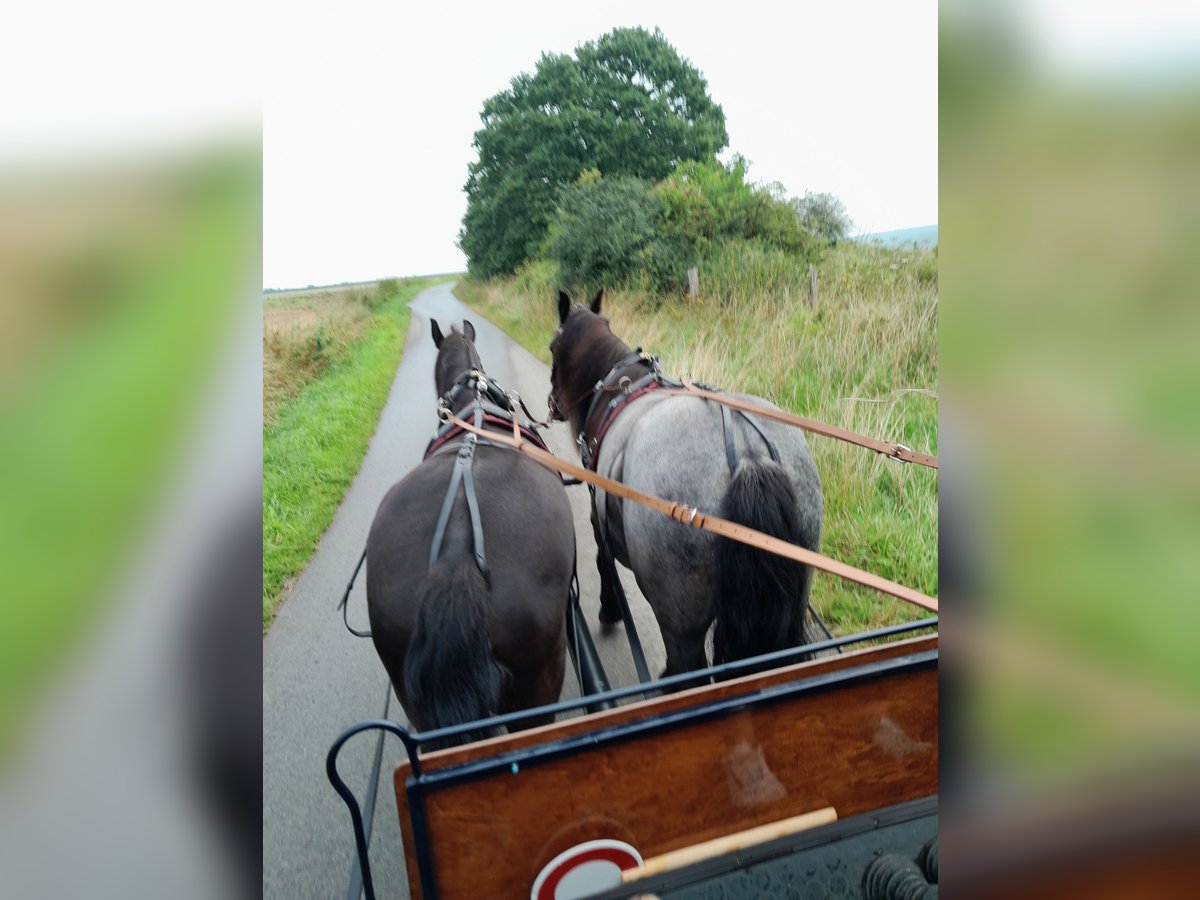 Frisones Mestizo Caballo castrado 6 años 162 cm Negro in Derental Frisones Mestizo Caballo castrado 6 años 162 cm Negro in Derental