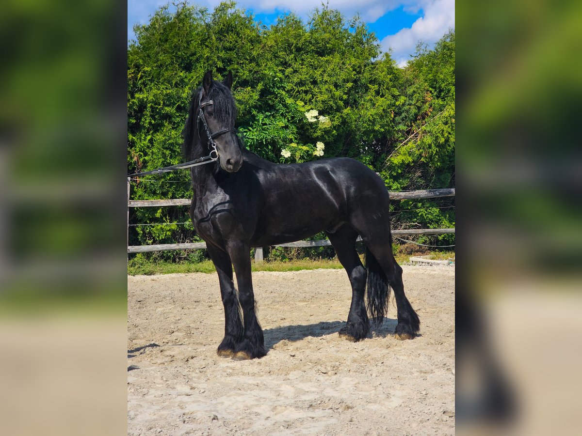 Frisones Caballo castrado 6 años 163 cm Negro in Ptuj