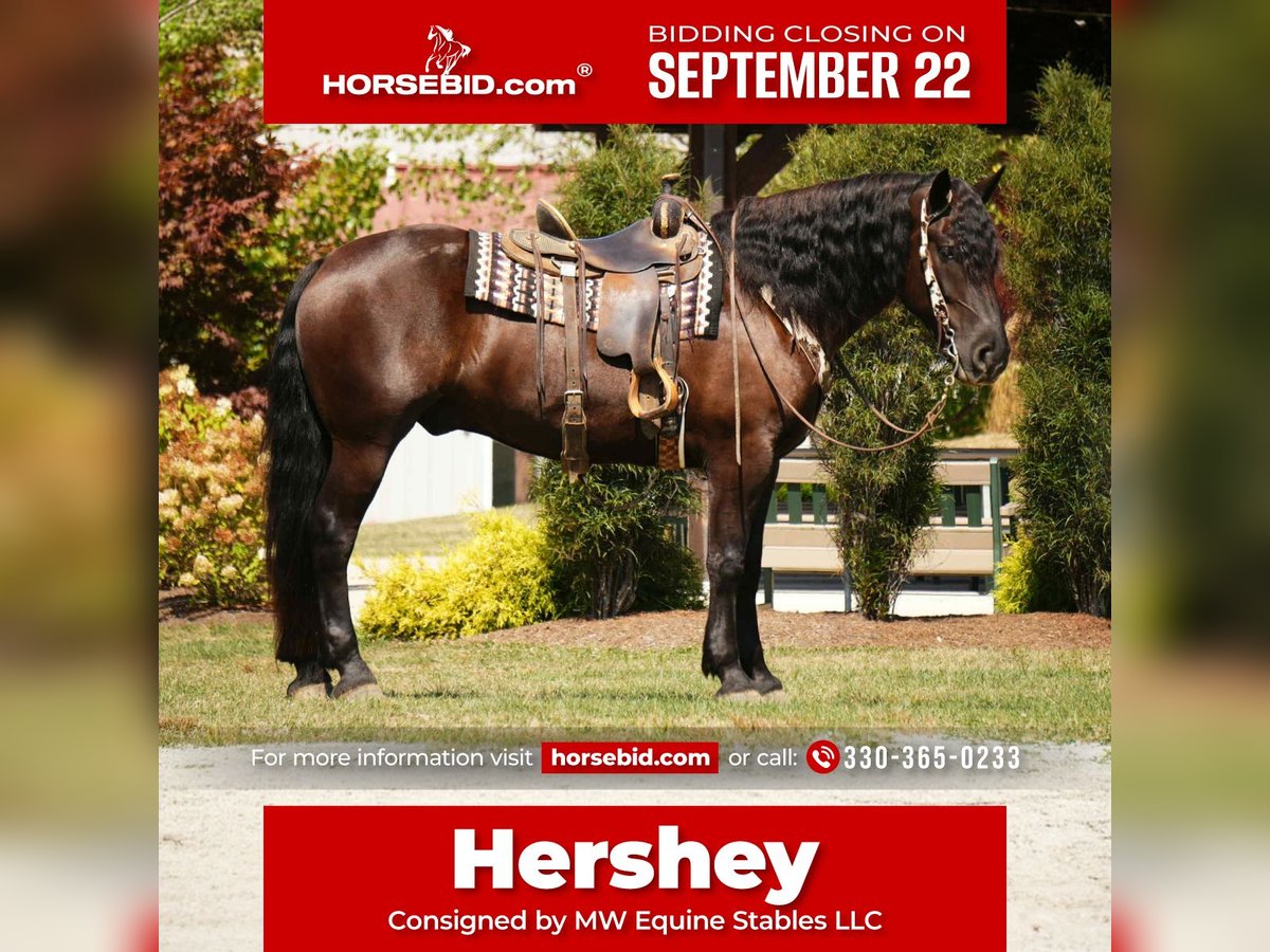 Frisones Mestizo Caballo castrado 6 años 163 cm Negro in Fresno