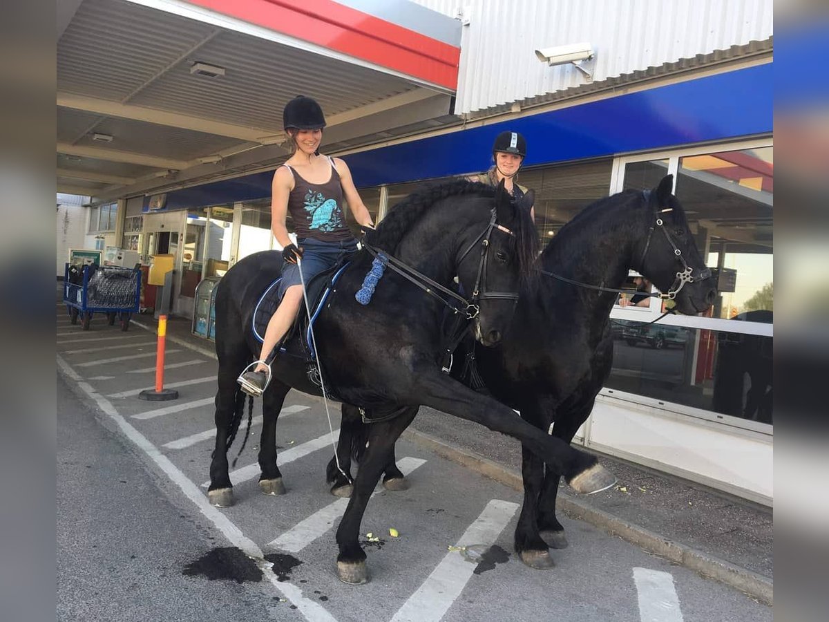 Frisones Caballo castrado 6 años Castaño in Los Angeles