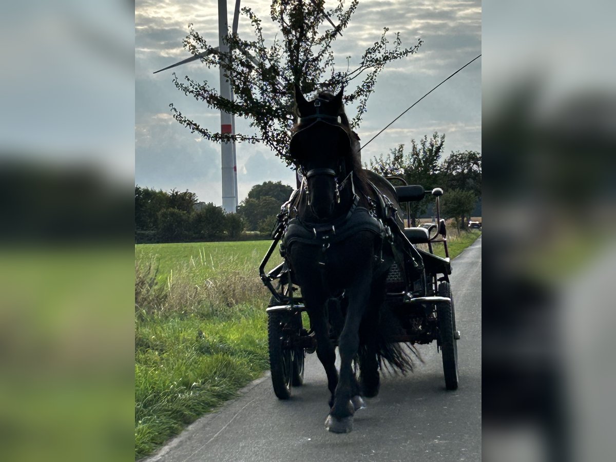 Frisones Caballo castrado 7 años 158 cm Negro in Hamm Frisones Caballo castrado 7 años 158 cm Negro in Hamm