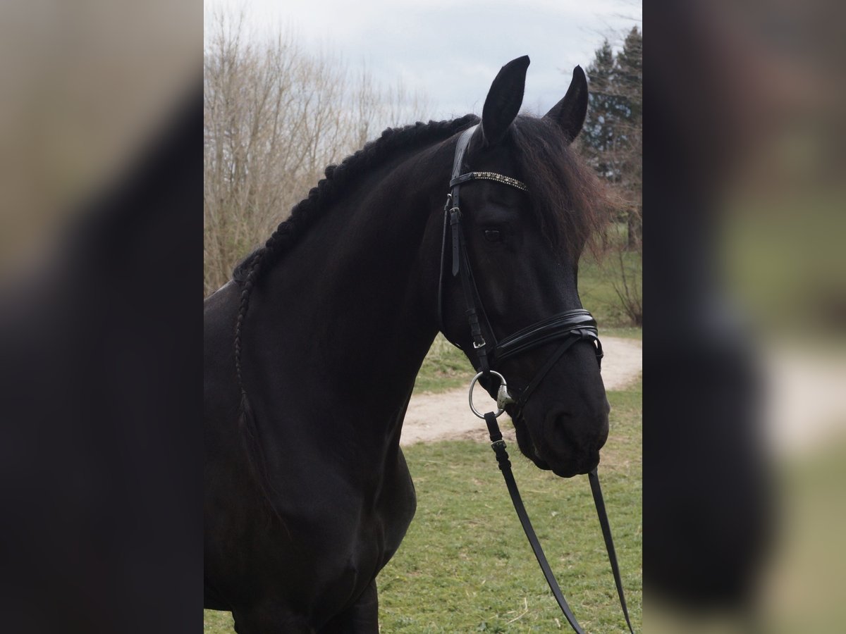 Frisones Caballo castrado 7 años 168 cm Negro in Perchtoldsdorf