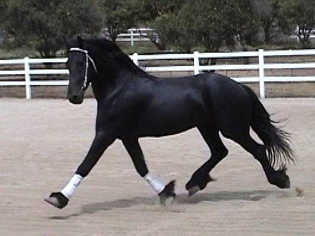 Frisones Caballo castrado 7 años 173 cm Negro in Hamilton