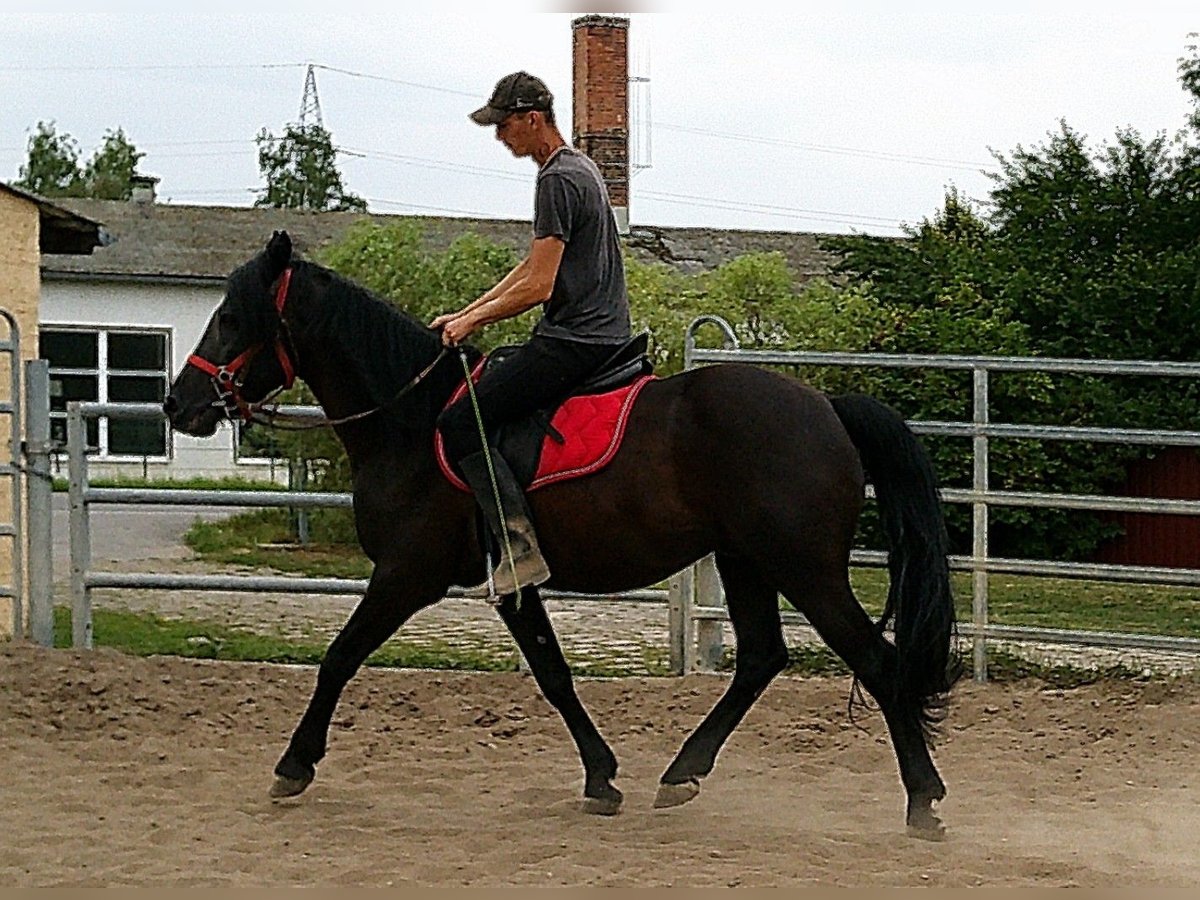 Frisones Mestizo Caballo castrado 8 años 150 cm Negro in Buttst&#xE4;dt