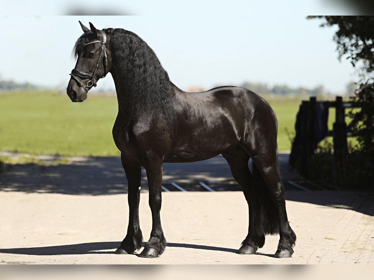 Frisones Caballo castrado 8 años 167 cm Negro in Britswert