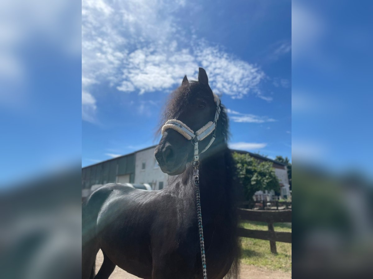 Frisones Caballo castrado 9 años 162 cm Negro in Niederzier