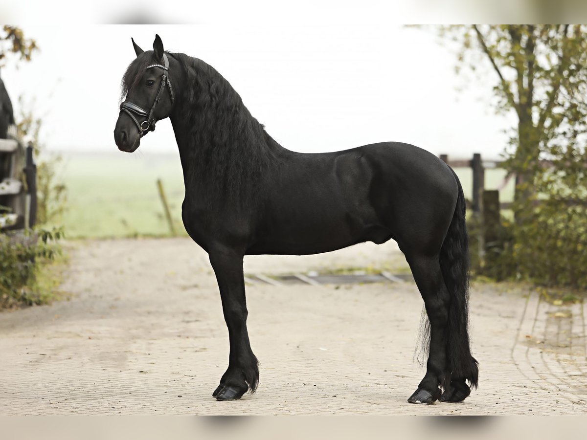 Frisones Caballo castrado 9 años 165 cm Negro in Britswert