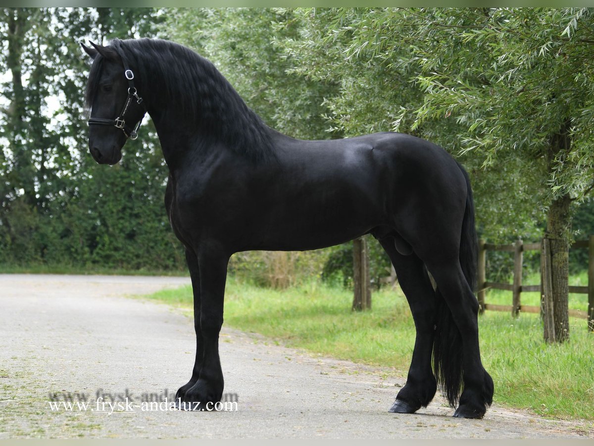 Frisones Semental 3 años 168 cm Negro in Mijnsheerenland