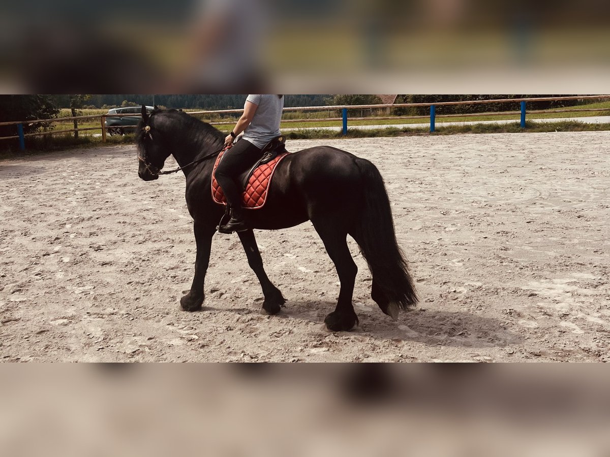 Frisones Semental 4 años 164 cm Negro in Kirchberg im Wald