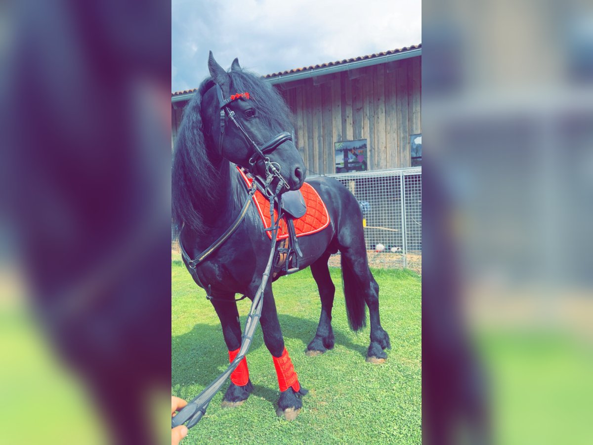 Frisones Semental 4 años 164 cm Negro in Kirchberg im Wald