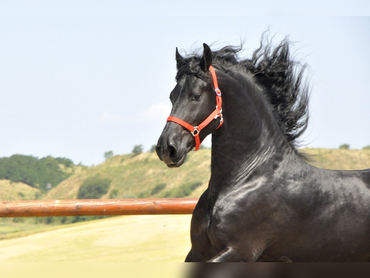 Frisones Semental 4 años 170 cm Negro in Ochtendung