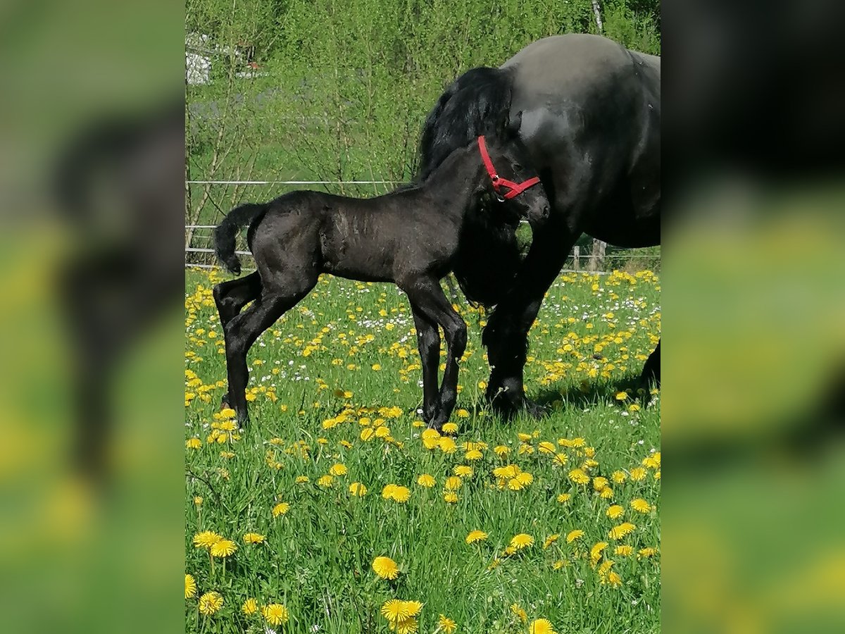 Frisones Semental  Negro in Flieden